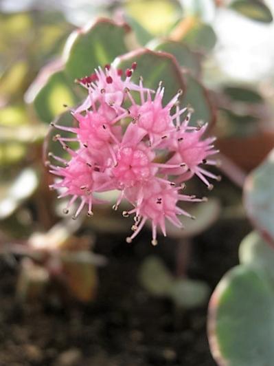 Name:  sedum s. variegata.jpg
Views: 1097
Size:  24.8 KB