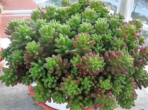 Name:  sedum rubrotinctum.jpg
Views: 1178
Size:  48.4 KB