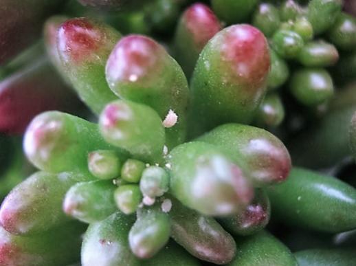 Name:  sedum rubrotintum-bit.jpg
Views: 1090
Size:  26.0 KB