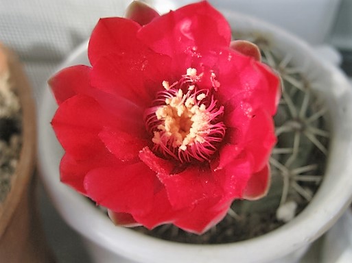 Name:  gymnocalcium baldianum.jpg
Views: 1087
Size:  68.5 KB