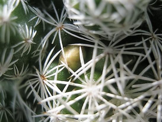 Name:  m. gracilis.jpg
Views: 1103
Size:  41.6 KB