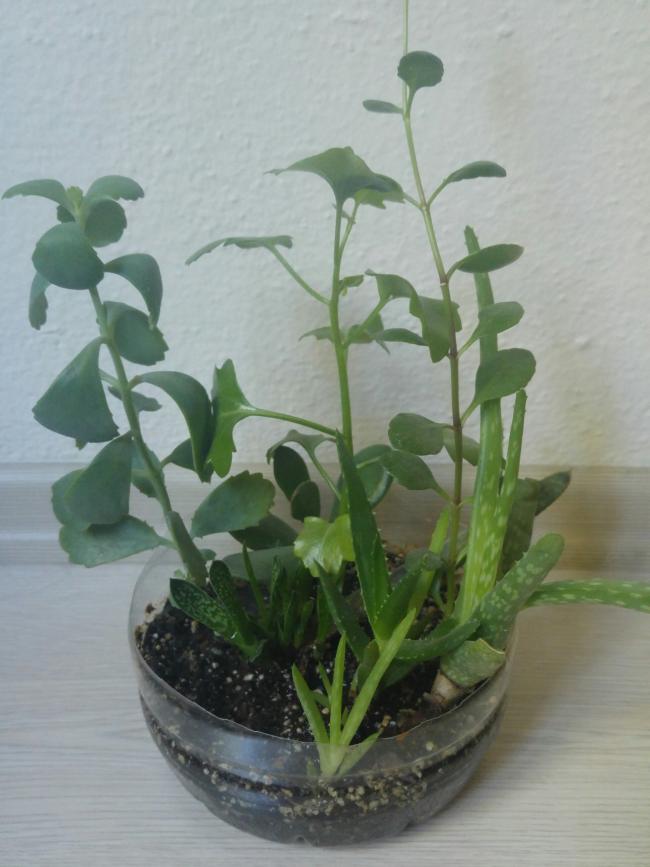 Name:  20161102_141237-1.jpg
Views: 765
Size:  55.3 KB