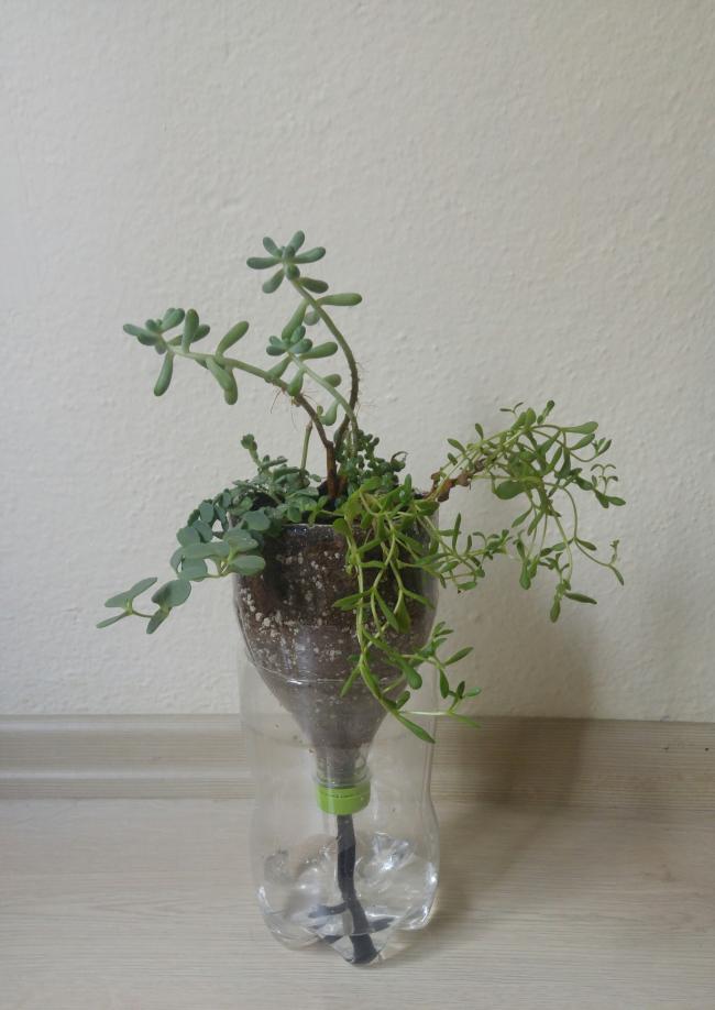 Name:  20161107_134450-1.jpg
Views: 728
Size:  56.0 KB