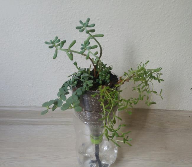 Name:  20161107_134455-1.jpg
Views: 740
Size:  39.0 KB