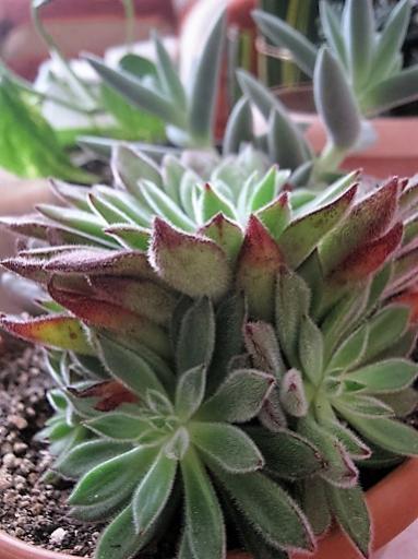 Name:  echeveria s..jpg
Views: 1024
Size:  35.3 KB