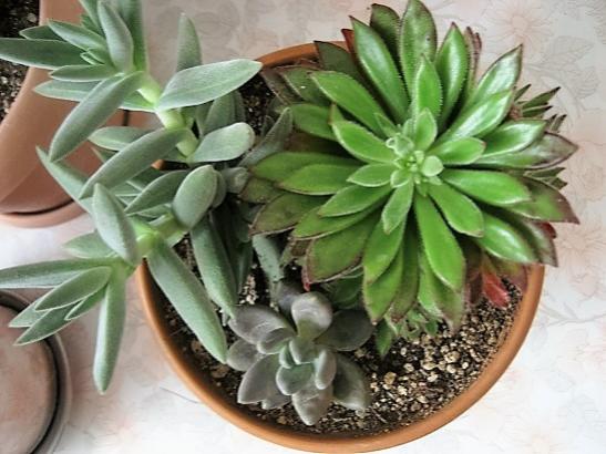 Name:  echeveria s1.jpg
Views: 1080
Size:  42.1 KB