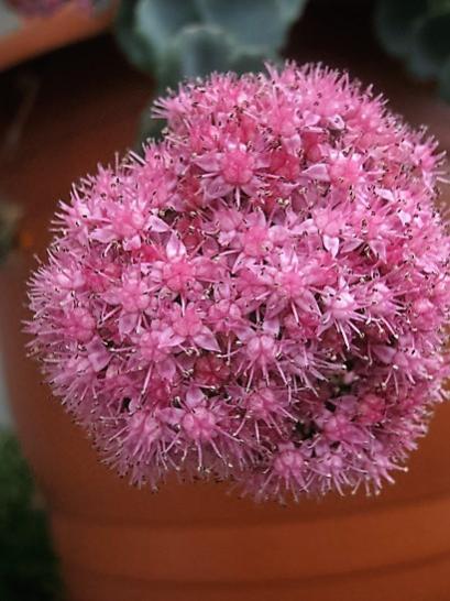 Name:  sedum sieboldii1.jpg
Views: 1024
Size:  40.4 KB