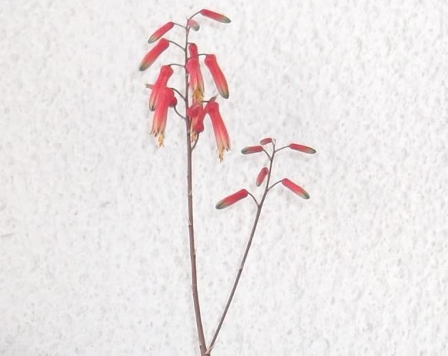 Name:  Aloe Pink Blush (2).jpg
Views: 923
Size:  32.4 KB