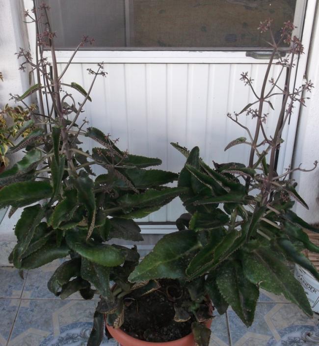 Name:  DSCF9948.jpg
Views: 778
Size:  68.6 KB
