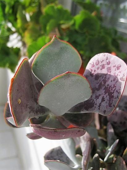 Name:  cotyledon orbiculata.jpg
Views: 975
Size:  30.9 KB