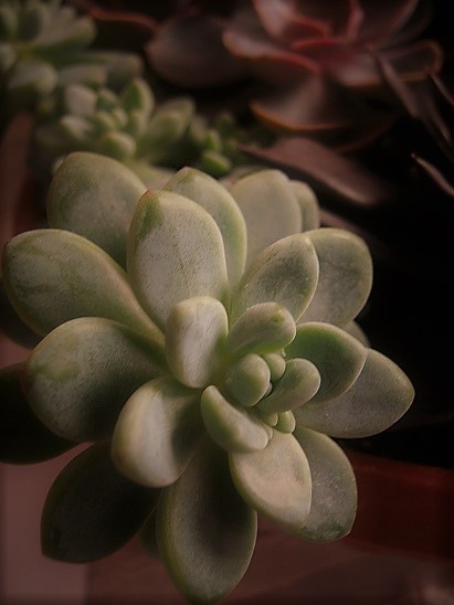 Name:  sukulent (2).jpg
Views: 984
Size:  66.6 KB