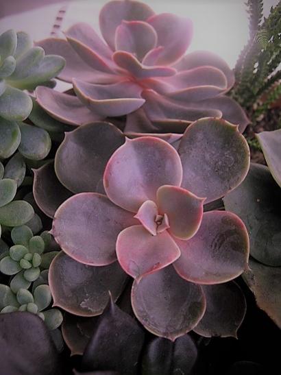 Name:  sukulent3 (2).jpg
Views: 1005
Size:  31.5 KB