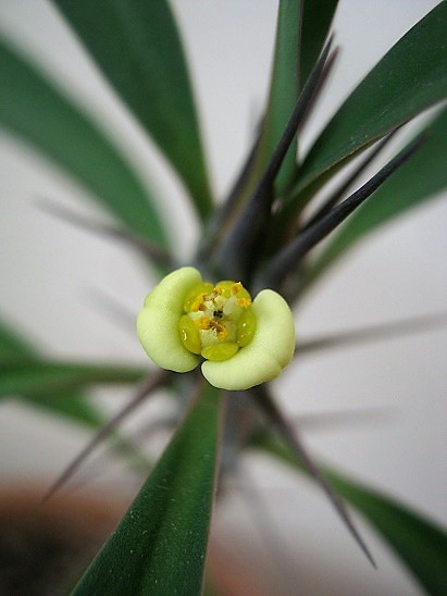 Name:  e. milii.jpg
Views: 937
Size:  66.8 KB
