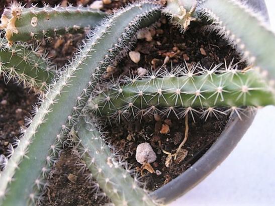 Name:  selenicereus grandiflorus.jpg
Views: 971
Size:  53.3 KB