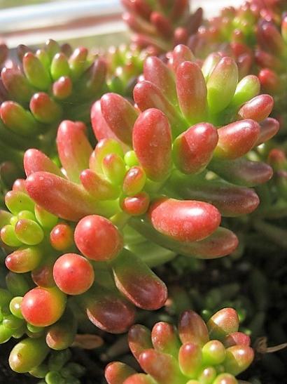 Name:  s. rubrotnctum.jpg
Views: 943
Size:  35.8 KB