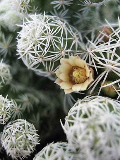 Name:  m. gracilis-.jpg
Views: 914
Size:  45.2 KB