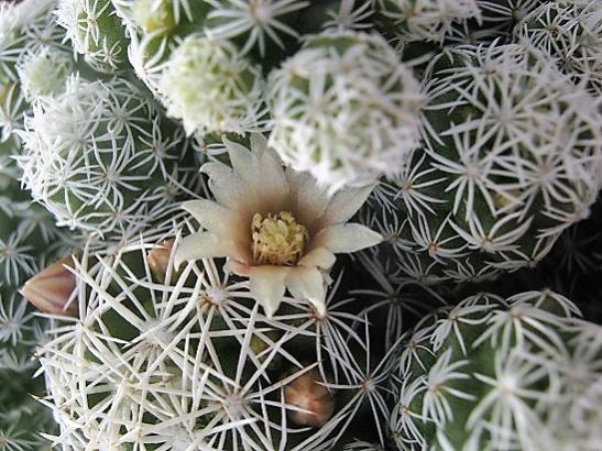Name:  m. gracilis1.jpg
Views: 933
Size:  58.7 KB
