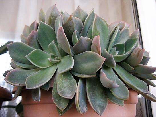 Name:  graptopetalum.jpg
Views: 910
Size:  34.2 KB