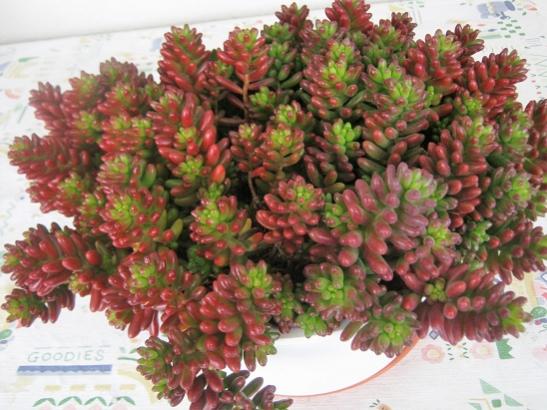 Name:  s. rubrotinctum.jpg
Views: 831
Size:  46.4 KB