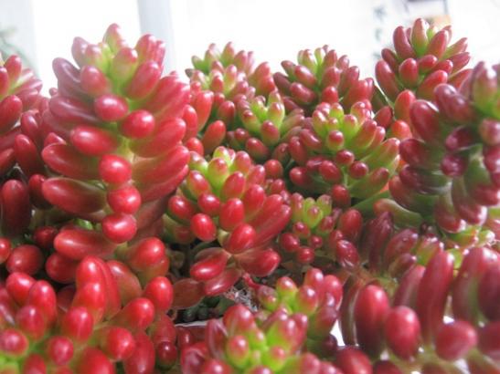 Name:  s. rubrotinctum1.jpg
Views: 820
Size:  35.8 KB