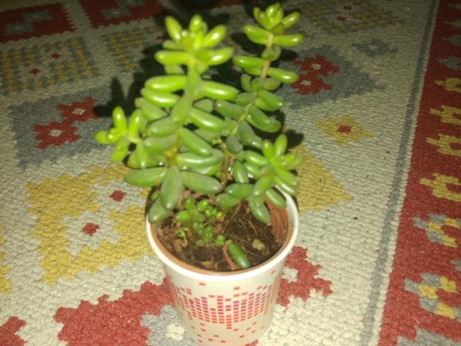 Name:  20161203_001406-1.jpg
Views: 479
Size:  57.9 KB
