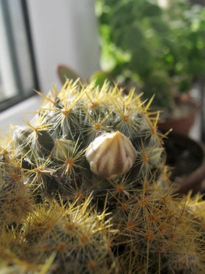 Name:  m. prolifera.jpg
Views: 1076
Size:  36.1 KB