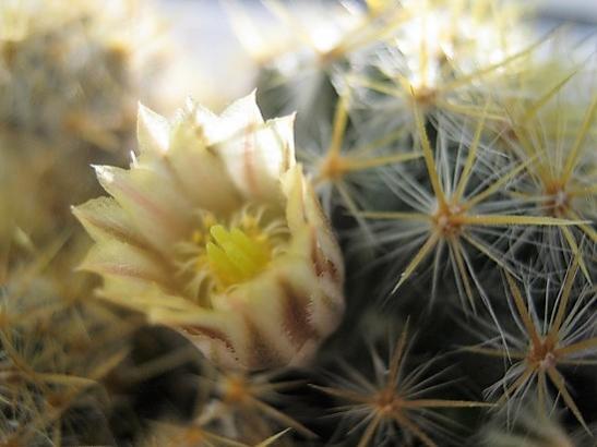 Name:  m. prolifera1.jpg
Views: 1063
Size:  29.4 KB