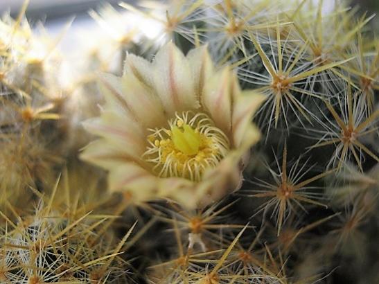 Name:  m. prolifera2.jpg
Views: 1082
Size:  40.4 KB