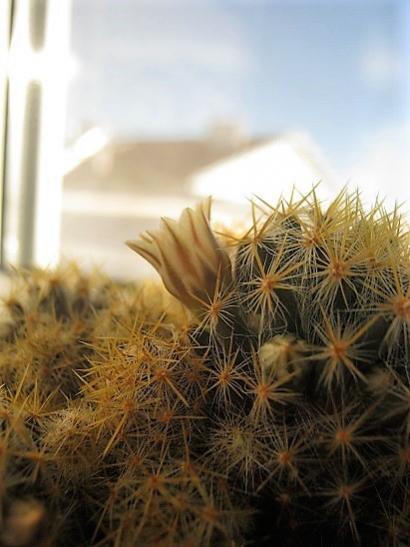 Name:  m. prolifera3.jpg
Views: 802
Size:  33.1 KB