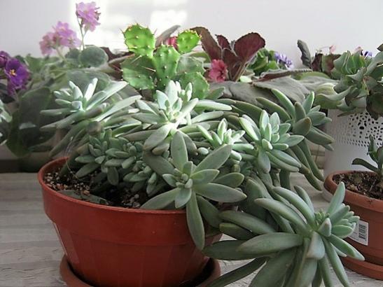 Name:  gaptosedum.jpg
Views: 817
Size:  41.0 KB