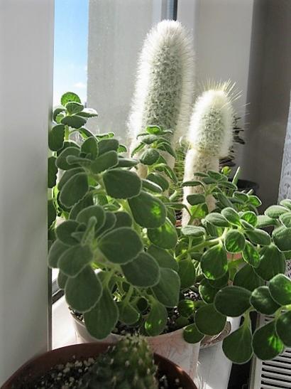 Name:  nane kokulu-cephaloecereus.jpg
Views: 760
Size:  35.9 KB