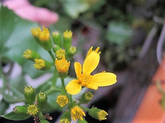 Name:  senecio angulatus.jpg
Views: 779
Size:  27.6 KB