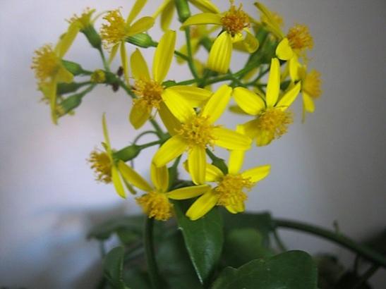Name:  senecio angulatus1.jpg
Views: 792
Size:  24.8 KB