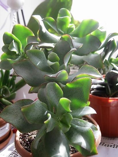 Name:  crassula o. ripple jade.jpg
Views: 763
Size:  36.8 KB