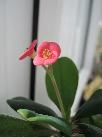 Name:  e. milii.jpg
Views: 715
Size:  18.6 KB