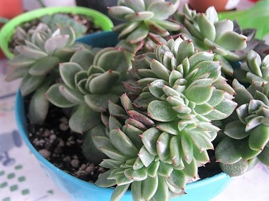 Name:  echeveria.jpg
Views: 758
Size:  41.7 KB