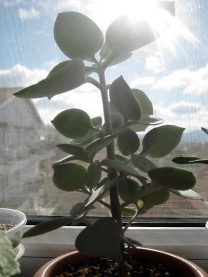 Name:  k. hildebranthii.jpg
Views: 720
Size:  28.6 KB