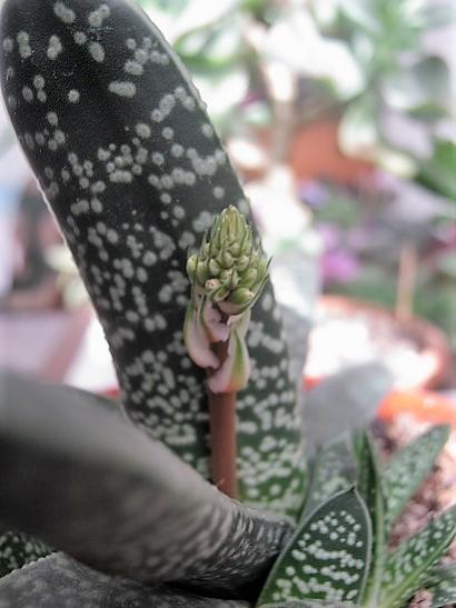 Name:  gasteria.jpg
Views: 718
Size:  32.0 KB