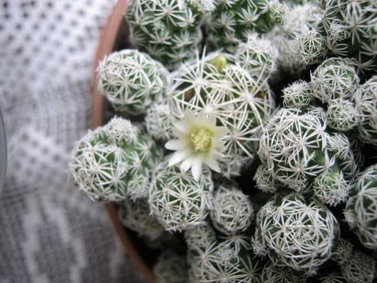 Name:  m. gracilis.jpg
Views: 700
Size:  47.9 KB