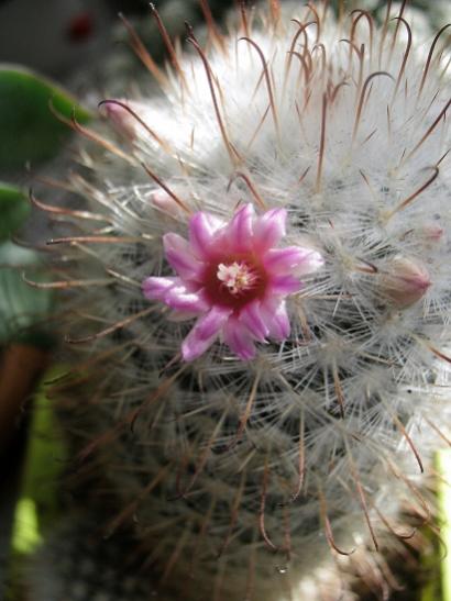 Name:  m.bombycina.jpg
Views: 668
Size:  35.1 KB