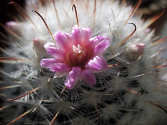 Name:  m. bombycina1.jpg
Views: 677
Size:  28.6 KB