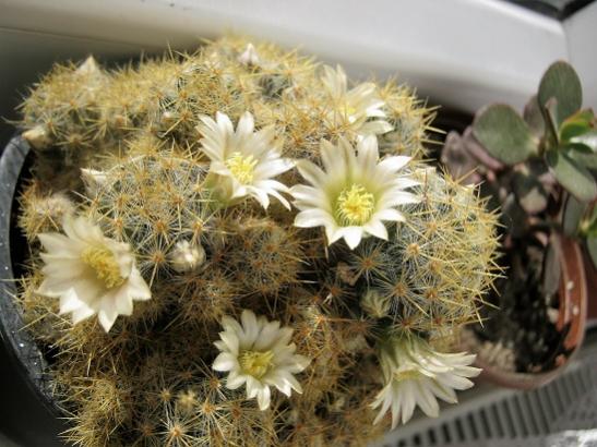 Name:  m. prolifera.jpg
Views: 678
Size:  46.3 KB