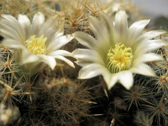 Name:  m. prolifera1.jpg
Views: 657
Size:  37.0 KB