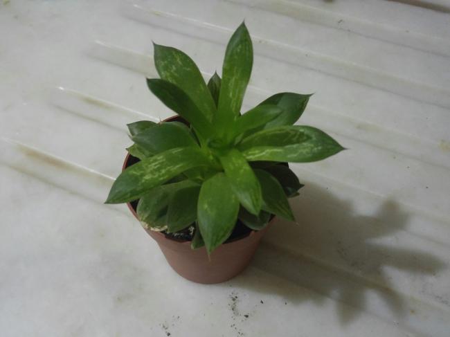 Name:  20170128_022131-1.jpg
Views: 829
Size:  22.6 KB