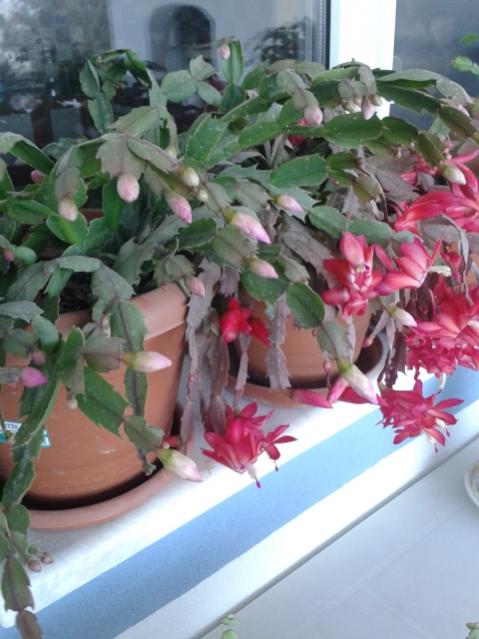 Name:  20161130_170748.jpg
Views: 537
Size:  46.2 KB