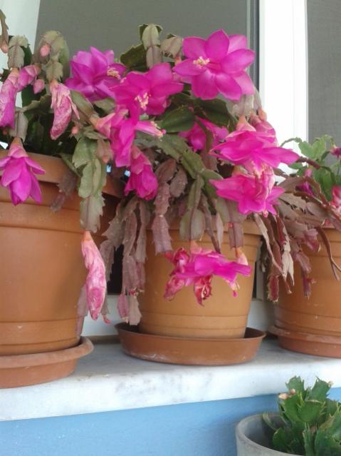 Name:  20170120_130648.jpg
Views: 546
Size:  41.2 KB