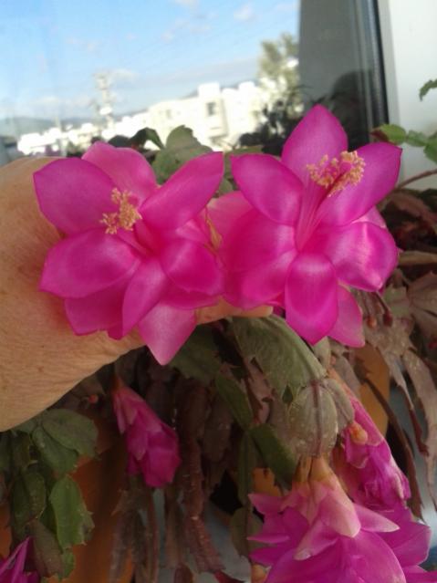 Name:  20170120_130815.jpg
Views: 530
Size:  33.8 KB