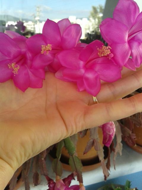 Name:  20170120_130746.jpg
Views: 518
Size:  32.9 KB