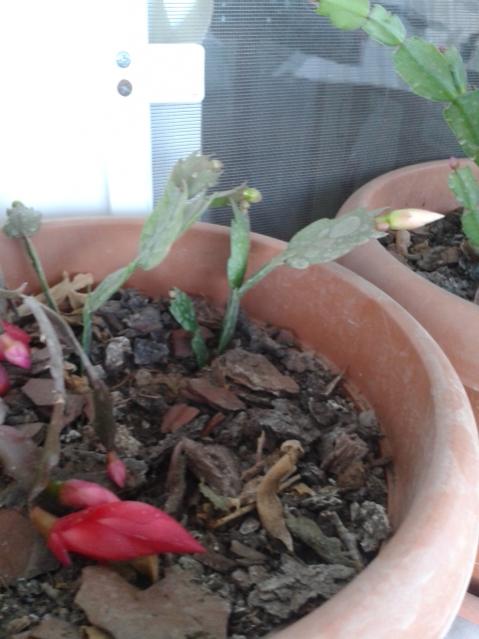 Name:  20161130_170932.jpg
Views: 544
Size:  39.2 KB