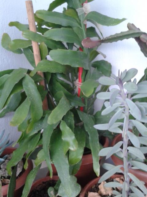 Name:  20161130_171044.jpg
Views: 530
Size:  41.7 KB